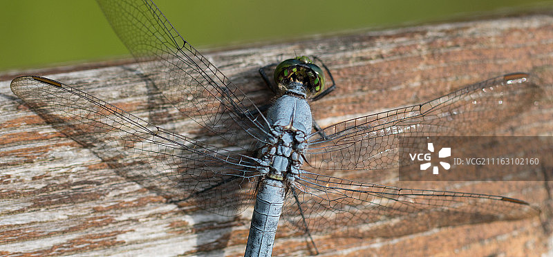 俯视拍摄的蜻蜓图片素材