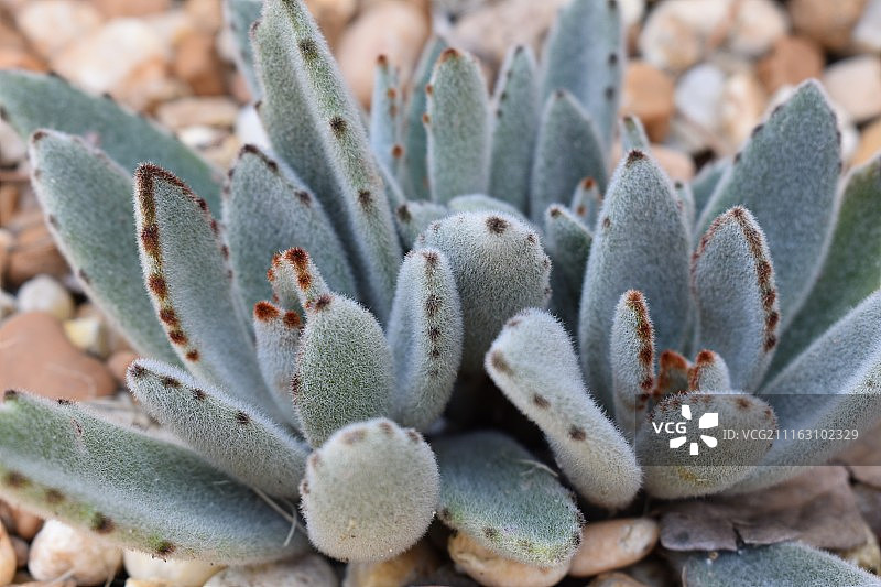 熊猫植物特写图片素材