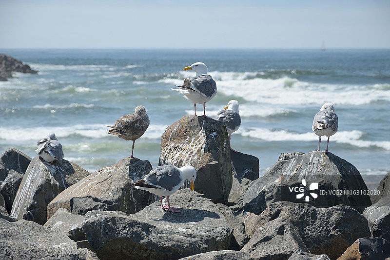 岩石上的海鸥图片素材