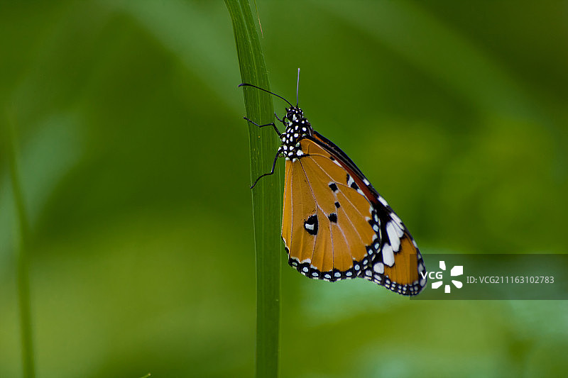 印度萨南德图片素材