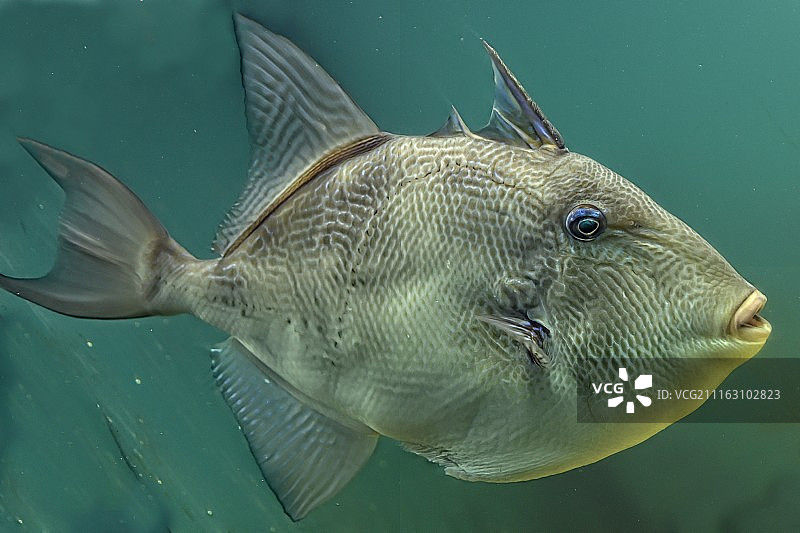 河鲈特写照片图片素材