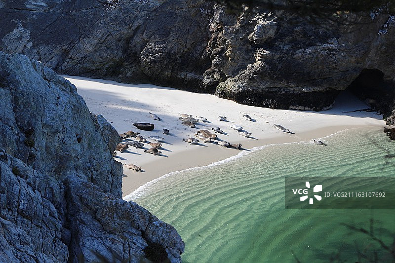 海边的一群动物图片素材