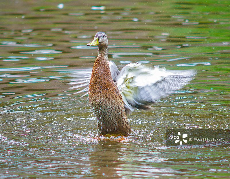 在湖中游泳的棕色鸭子图片素材