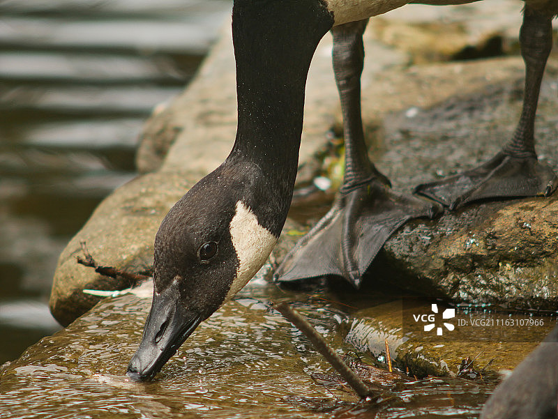从水坑里喝水的黑鸭子肖像图片素材