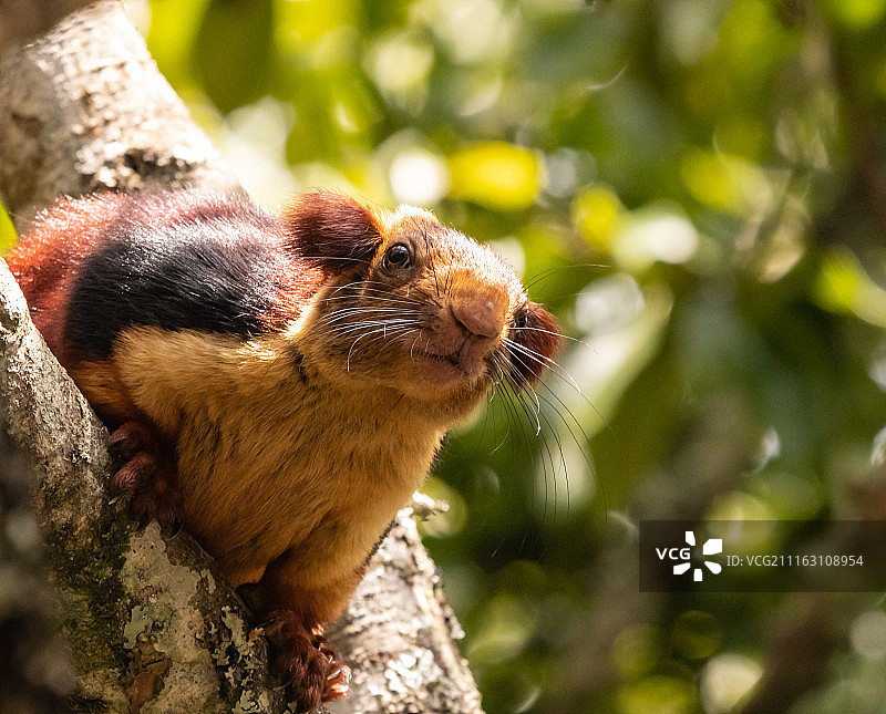 松鼠坐在树干上图片素材