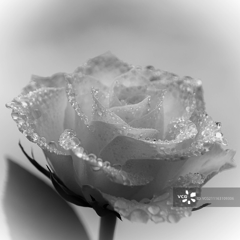 带着冰滴的白玫瑰图片素材