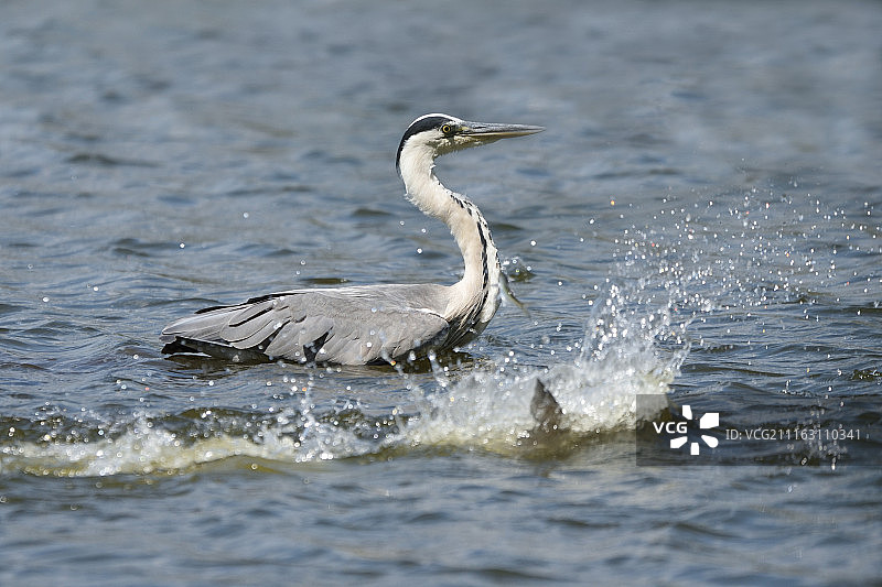水中的苍鹭图片素材