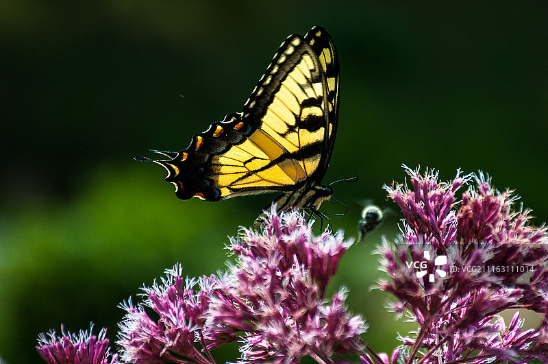 帝王蝶（Danaus plexippus）的超近特写照片图片素材
