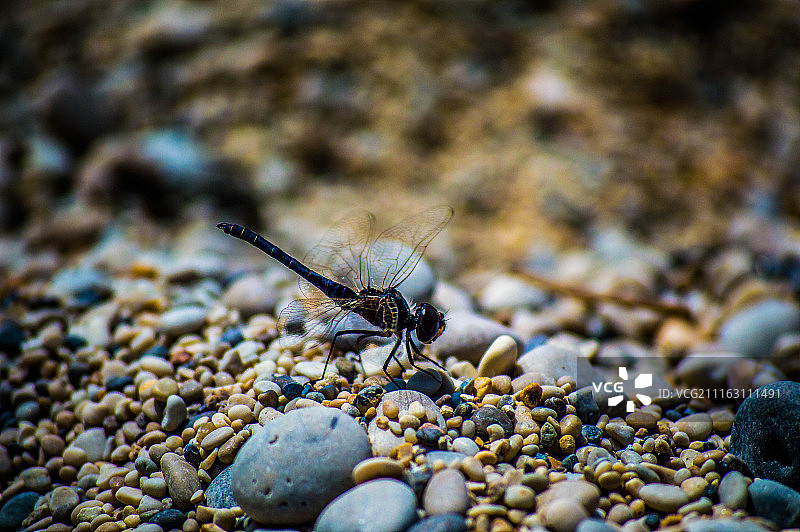 海滩上的蜻蜓图片素材