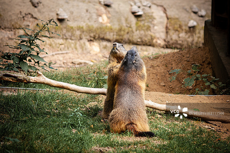 战斗还是爱图片素材