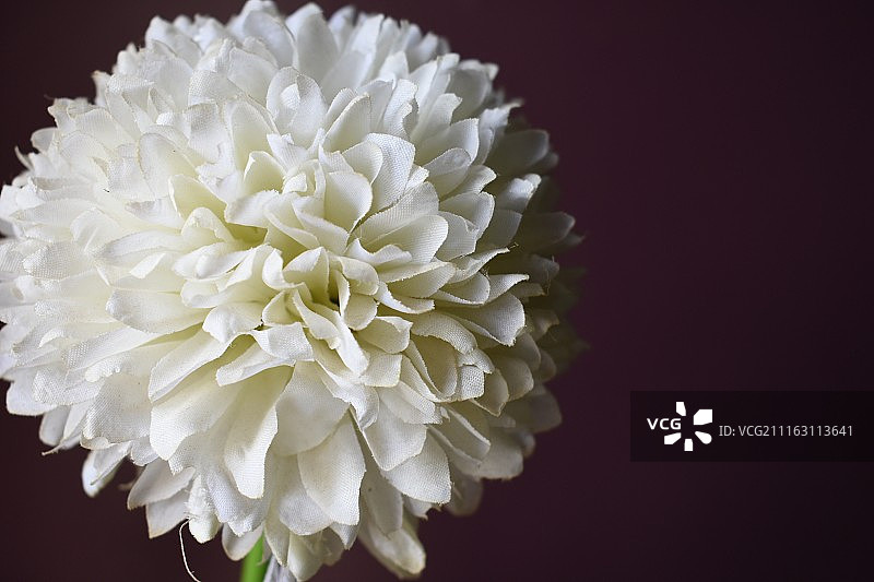 白色的花图片素材