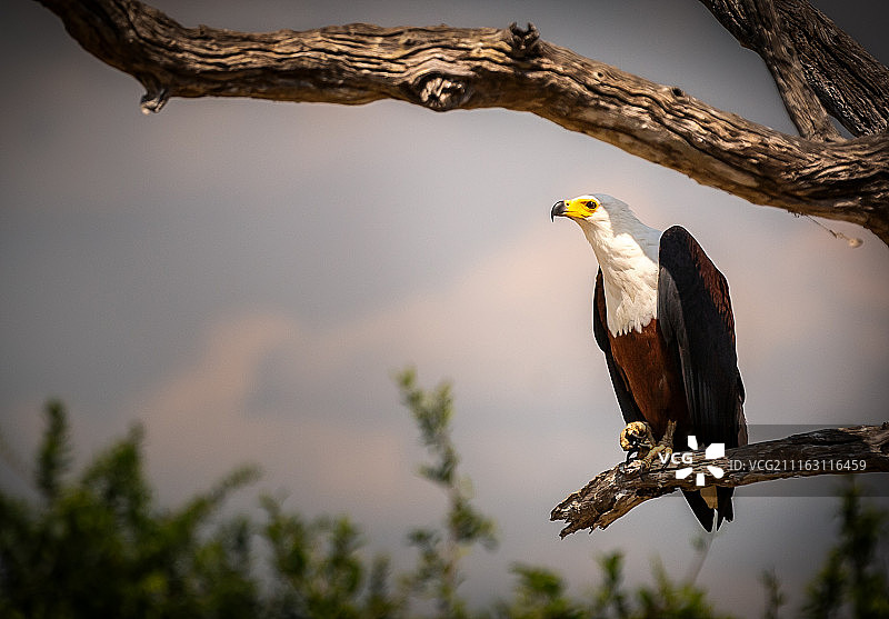 非洲鱼鹰图片素材