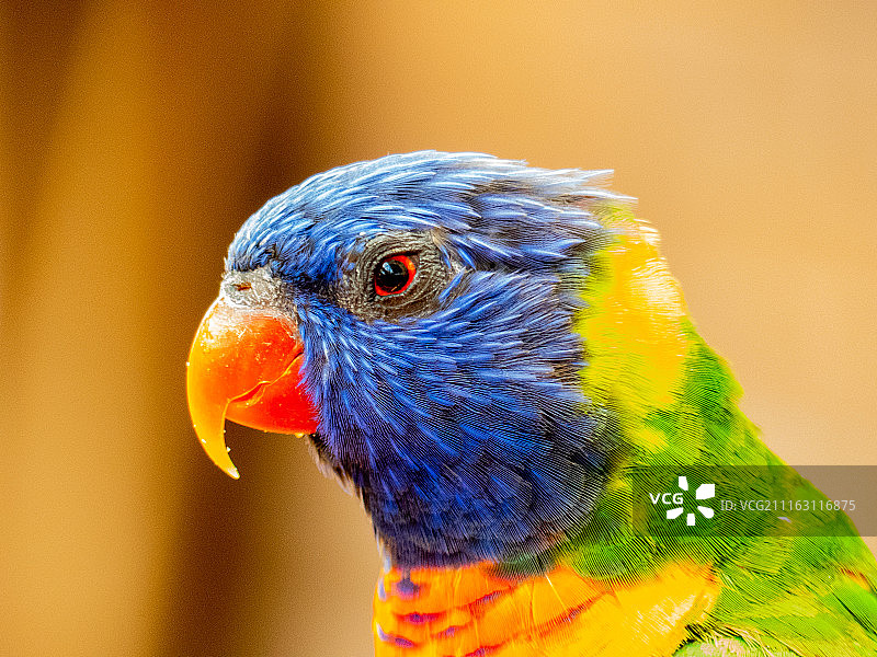 愤怒的小鸟图片素材