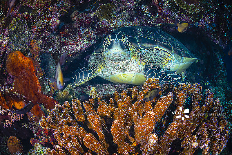 求知的眼神图片素材