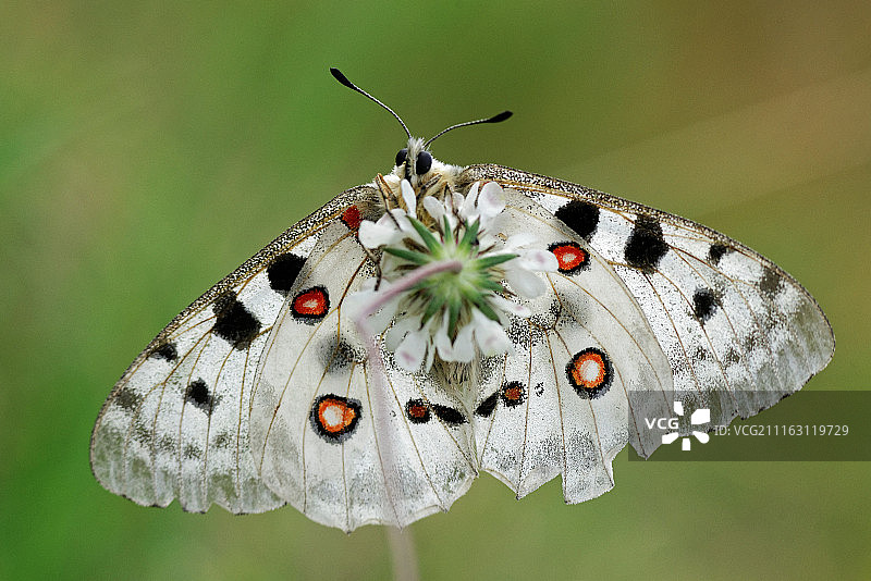 阿波罗图片素材