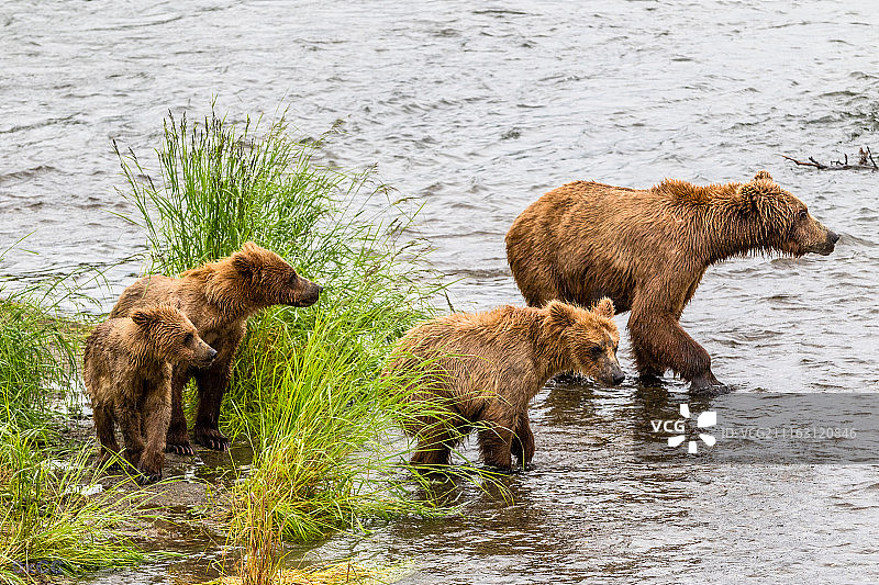 带着三只幼崽的棕色雌熊图片素材