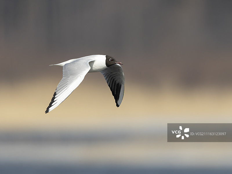 科特卡，芬兰图片素材