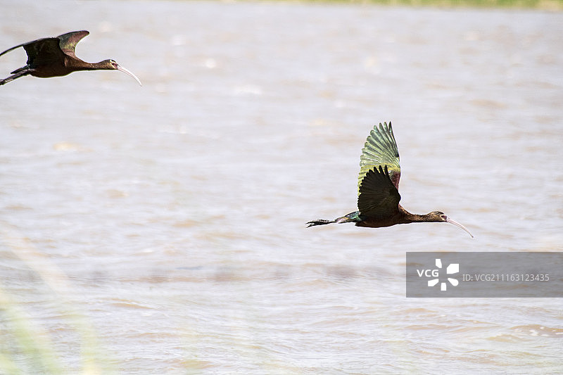 飞行中的白脸彩鹮图片素材