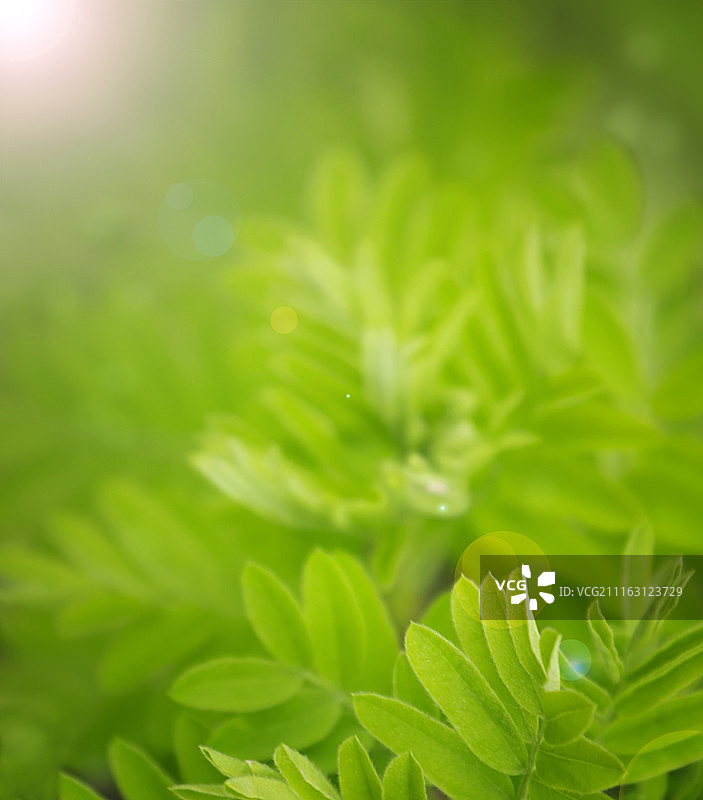 叶状植物灌木特写图片素材