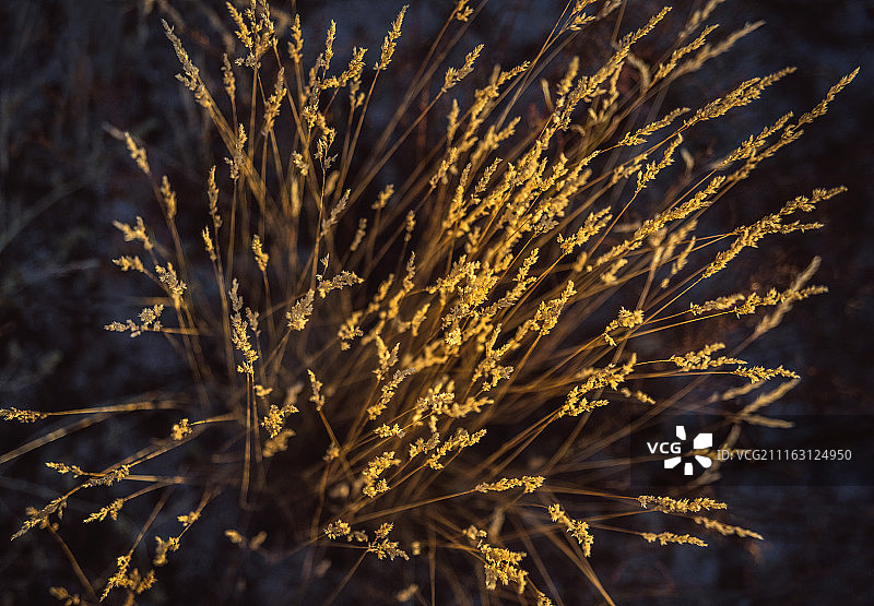 草丛特写图片素材