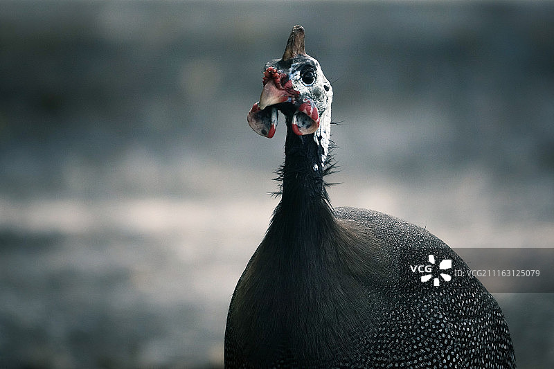 黑色不会飞的鸟图片素材