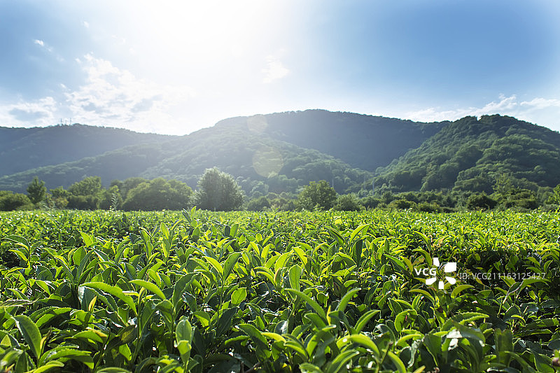 照射广阔绿色茶园的阳光图片素材