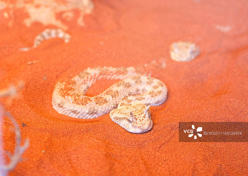 沙漠中的蛇图片素材