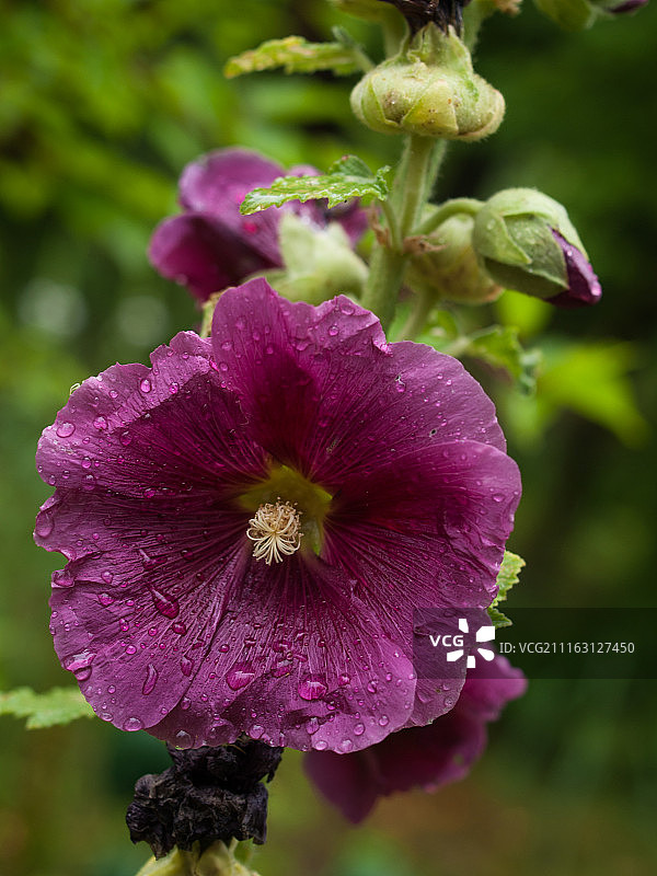 锦葵特写：花朵与花苞图片素材