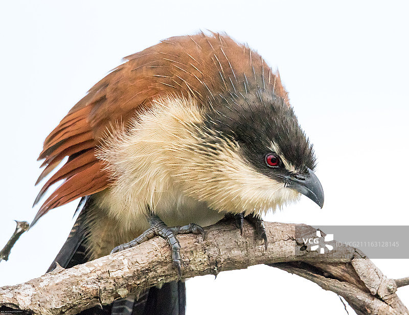 栖息在树枝上的鸦鹃图片素材