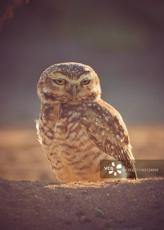 单只猫头鹰自然摄影图片素材