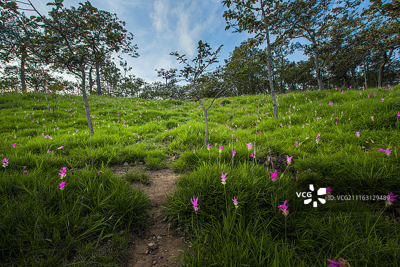 暹罗郁金香田图片素材