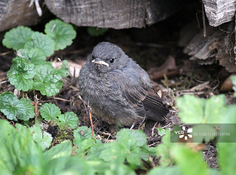 栖息在地面的鸟图片素材