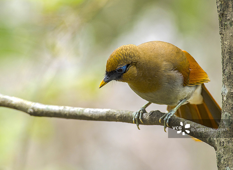 中国黄山图片素材
