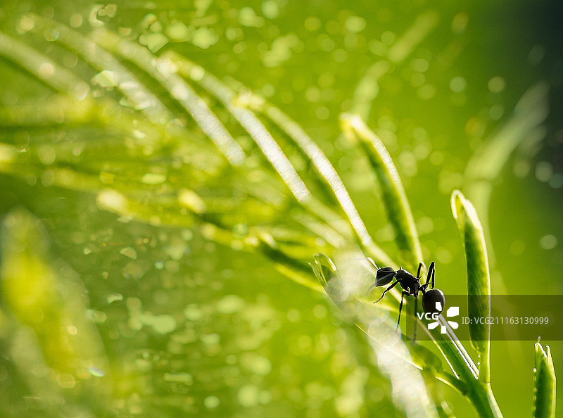 草叶上蚂蚁的特写图片素材