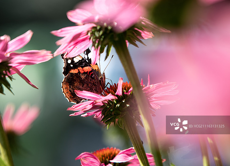 停留在粉色花朵上的蝴蝶图片素材