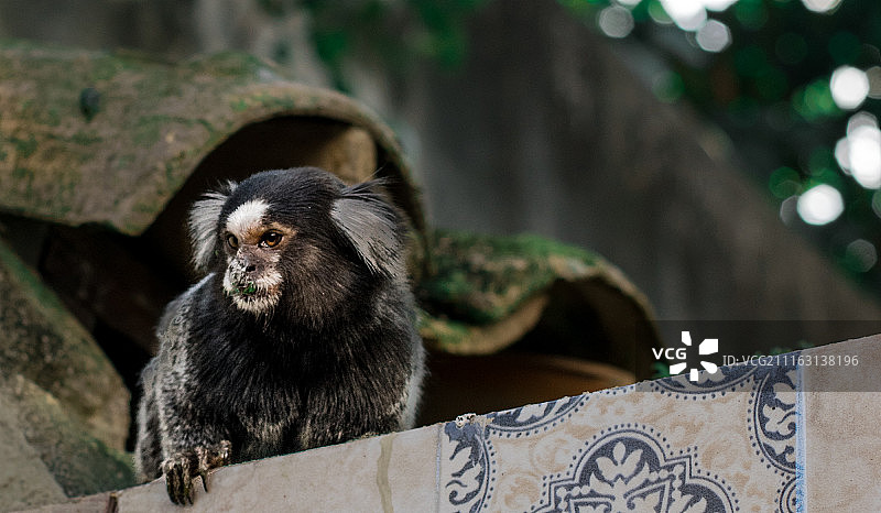米科斯图片素材