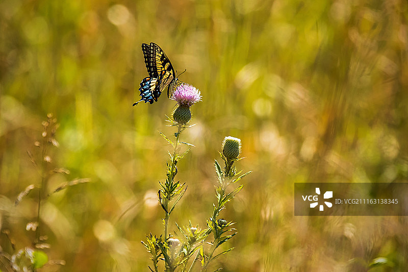 西部虎凤蝶（Papilio rutulus）停留在花朵上的特写图片素材