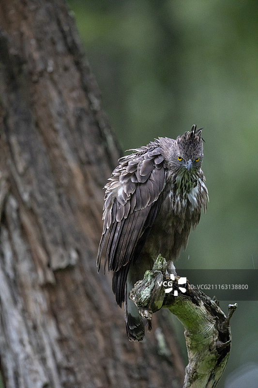 印度萨尔甘杰图片素材