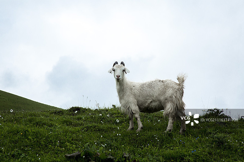 山羊在绿草地上吃草的肖像图片素材