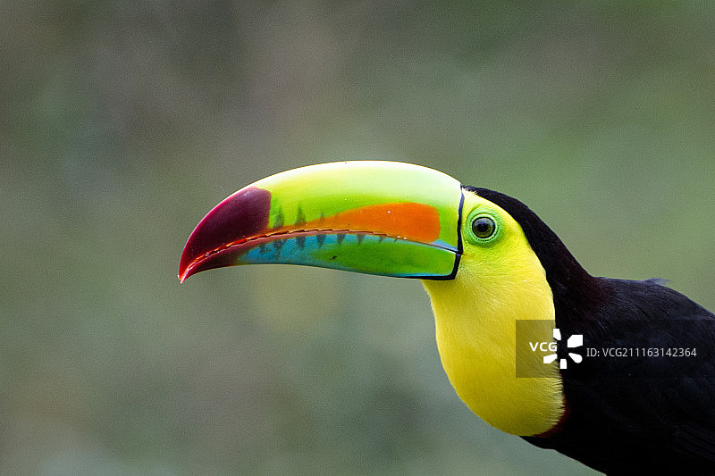 龙骨嘴巨嘴鸟肖像图片素材