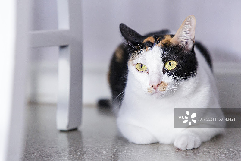 猫的肖像图片素材