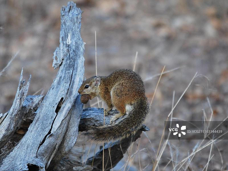 马拉维利翁代图片素材