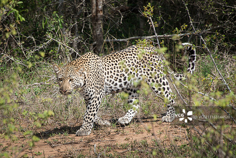 在灌木丛中行走的非洲豹图片素材