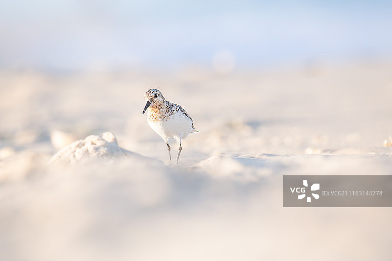 站在沙滩上的三趾滨鹬肖像图片素材