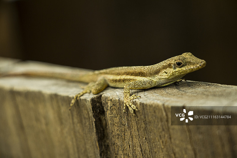 黑色背景下的蜥蜴特写图片素材