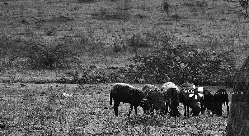 田野上的羊群图片素材