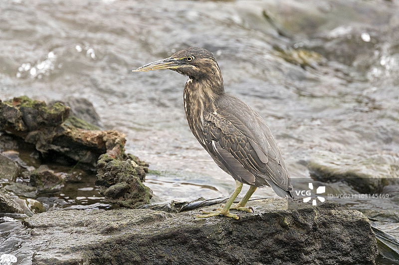 绿鹭栖息在水中的岩石上图片素材