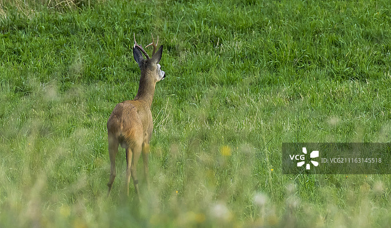 草地上的鹿的画像图片素材
