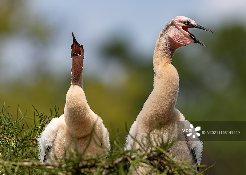 两只水鸟雏鸟的 портрет图片素材