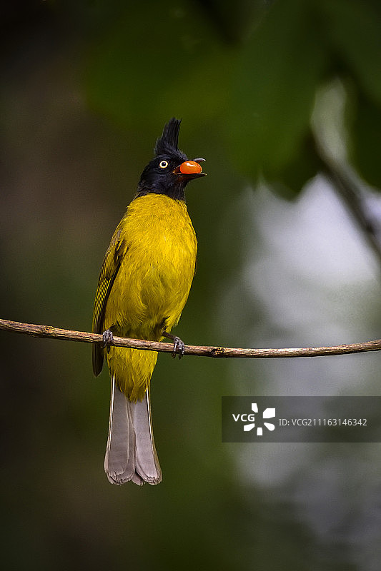 坐在树枝上的黑冠黄鹎特写图片素材